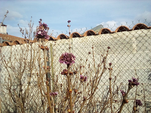 lilas en Décembre
